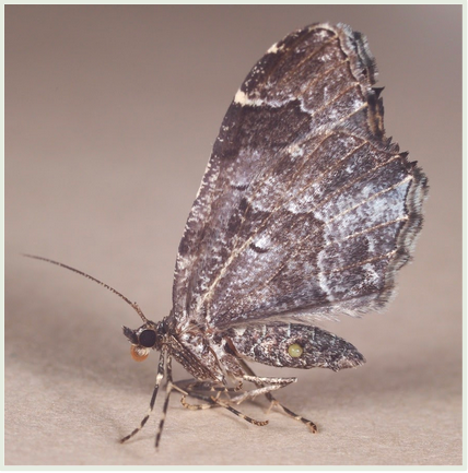 image of winged insect