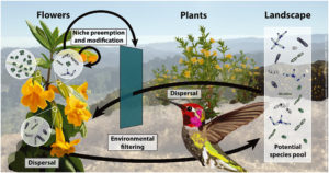 Monkeyflower Biome drawing